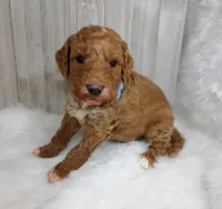Dune (blue moyen), a male Poodle - Multi-Colored Standard for sale in Valley Center, KS – Photo 1 of 7