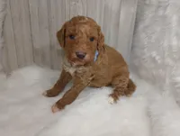 Dune (blue moyen), a male Poodle - Multi-Colored Standard for sale in Valley Center, KS – Photo 2 of 7