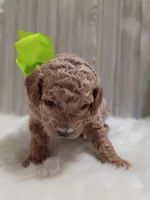Remington (green mini), a male Miniature Goldendoodle for sale in Valley Center, KS – 2 of 5