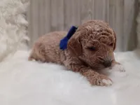 Ruger (blue mini), a male Miniature Goldendoodle for sale in Valley Center, KS – 2 of 4