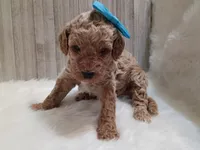 Peony (teal moyen), a female Poodle - Standard  for sale in Valley Center, KS – 4 of 5