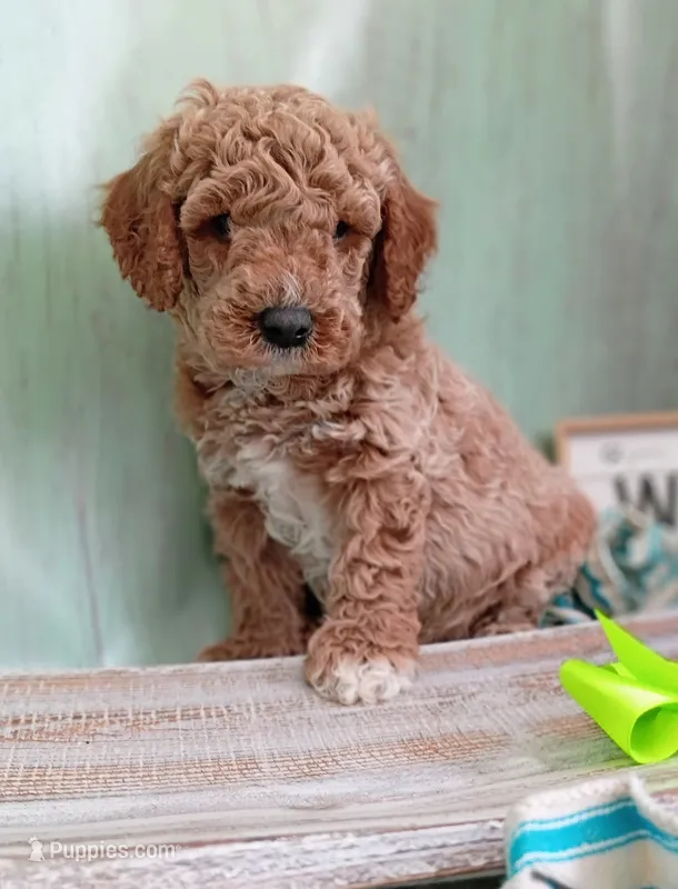 Axel (green mini) – Miniature Goldendoodle puppy for sale in Valley Center, KS