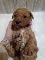 Violet (moyen), a female Poodle - Standard  for sale in Valley Center, KS – 2 of 2