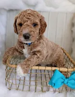 Diesel (blue mini), a male Miniature Goldendoodle for sale in Valley Center, KS – 3 of 8