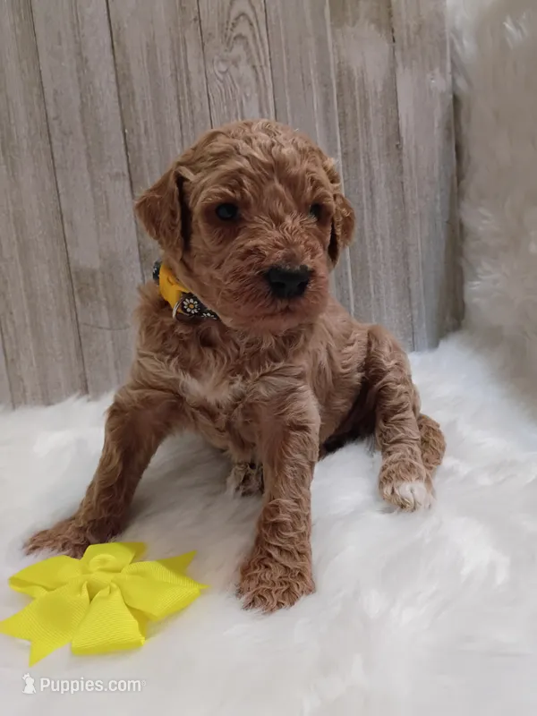Daisy (moyen) – Poodle - Standard  puppy for sale in Valley Center, KS