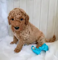 Bear (cream abstract moyen), a male Poodle - Standard  for sale in Valley Center, KS – 5 of 5