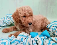Teddy Bear (cream abstract moyen), a male Poodle - Standard  for sale in Valley Center, KS – 2 of 9