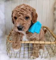 Diesel (blue mini), a male Miniature Goldendoodle for sale in Valley Center, KS – 6 of 8