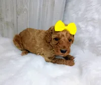 Daisy (yellow moyen), a female Poodle - Multi-Colored Standard for sale in Valley Center, KS – Photo 4 of 5