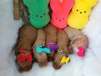 Daisy (yellow moyen), a female Poodle - Multi-Colored Standard for sale in Valley Center, KS – Photo 2 of 2