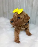 Daisy (yellow moyen), a female Poodle - Multi-Colored Standard for sale in Valley Center, KS – Photo 3 of 5