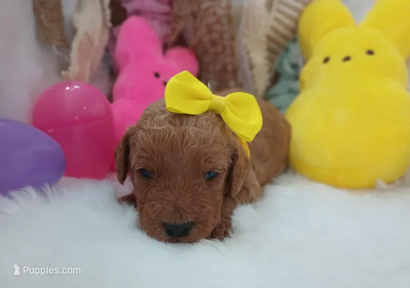 Daisy (yellow moyen) – Poodle - Multi-Colored Standard puppy for sale in Valley Center, KS