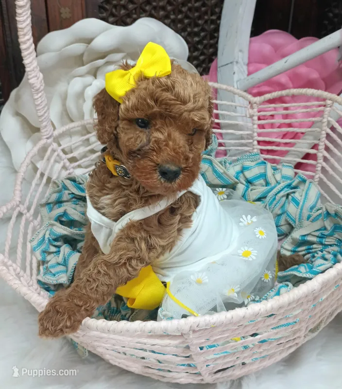 Daisy (yellow moyen) – Poodle - Multi-Colored Standard puppy for sale in Valley Center, KS