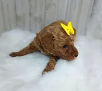 Daisy (yellow moyen), a female Poodle - Multi-Colored Standard for sale in Valley Center, KS – Photo 2 of 5