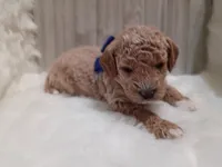 Ruger (blue mini), a male Miniature Goldendoodle for sale in Valley Center, KS – 4 of 4