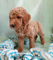 Teddy Bear (cream abstract moyen), a male Poodle - Standard  for sale in Valley Center, KS – 7 of 9