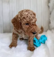 Bear (cream abstract moyen), a male Poodle - Standard  for sale in Valley Center, KS – 2 of 5