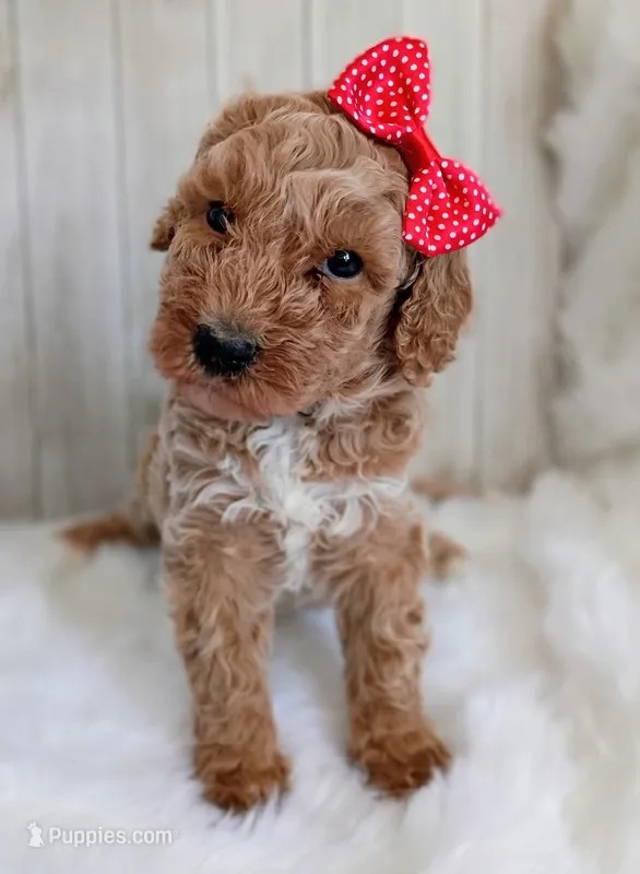 Peaches  (moyen) – Poodle - Standard  puppy for sale in Valley Center, KS