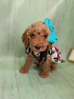 Peony (teal abstract moyen), a female Poodle - Standard  for sale in Valley Center, KS – 4 of 10
