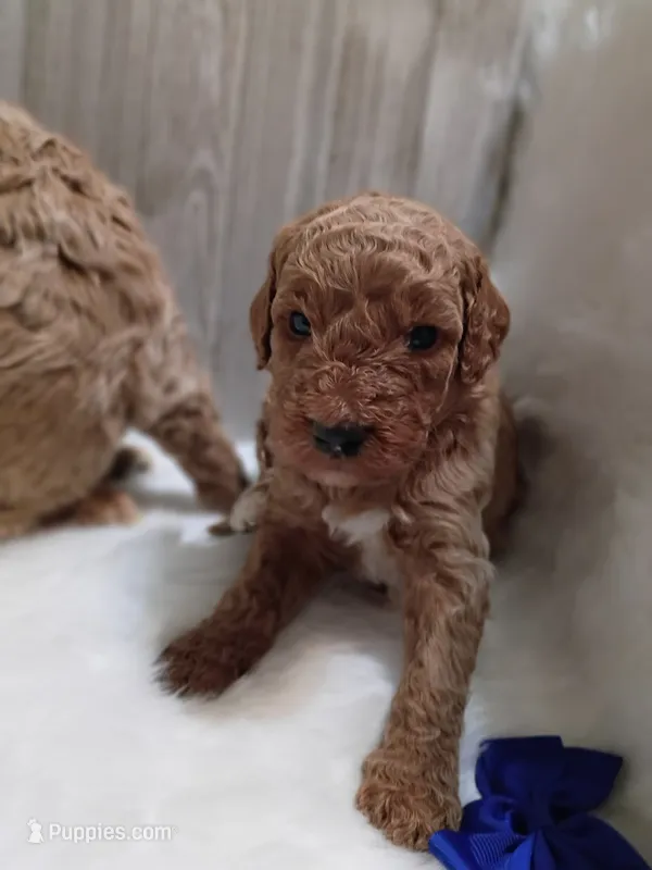 Winston – Poodle - Standard  puppy for sale in Valley Center, KS