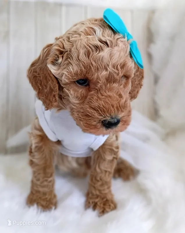 Peony (teal moyen) – Poodle - Standard  puppy for sale in Valley Center, KS