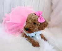 Pink (cream abstract moyen), a female Poodle - Standard  for sale in Valley Center, KS – 2 of 9