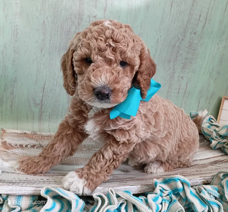 Diesel (blue mini) – Miniature Goldendoodle puppy for sale in Valley Center, KS