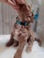 Peony (teal moyen), a female Poodle - Standard  for sale in Valley Center, KS – 2 of 5