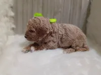Remington (green mini), a male Miniature Goldendoodle for sale in Valley Center, KS – 3 of 5