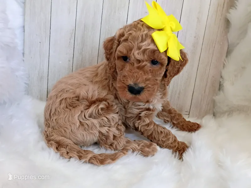 Daisy (moyen) – Poodle - Standard  puppy for sale in Valley Center, KS