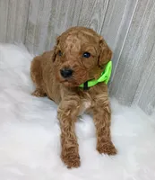 Sprout (green moyen), a male Poodle - Multi-Colored Standard for sale in Valley Center, KS – Photo 2 of 2