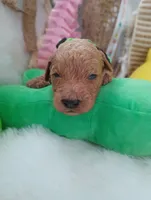 Sprout (green moyen), a male Poodle - Multi-Colored Standard for sale in Valley Center, KS – Photo 2 of 6