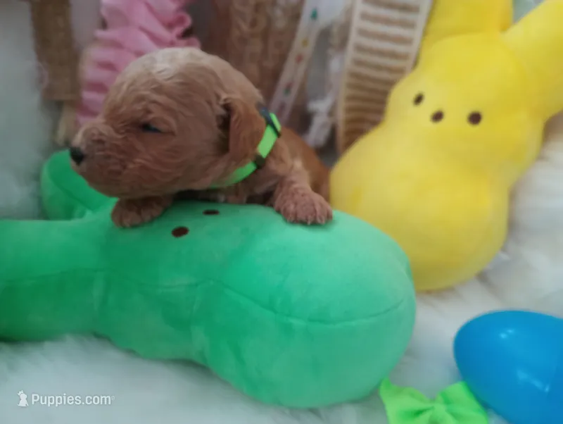 Sprout (green moyen) – Poodle - Multi-Colored Standard puppy for sale in Valley Center, KS