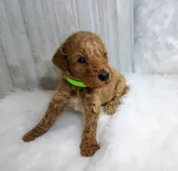 Sprout (green moyen), a male Poodle - Multi-Colored Standard for sale in Valley Center, KS – Photo 1 of 2