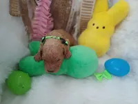 Sprout (green moyen), a male Poodle - Multi-Colored Standard for sale in Valley Center, KS – Photo 5 of 6