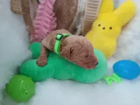 Sprout (green moyen), a male Poodle - Multi-Colored Standard for sale in Valley Center, KS – Photo 3 of 6