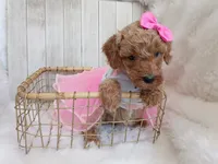 Pink (cream abstract moyen), a female Poodle - Standard  for sale in Valley Center, KS – 6 of 9