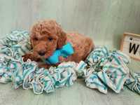 Teddy Bear (cream abstract moyen), a male Poodle - Standard  for sale in Valley Center, KS – 5 of 9
