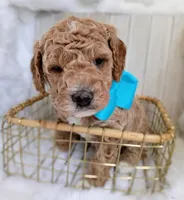 Diesel (blue mini), a male Miniature Goldendoodle for sale in Valley Center, KS – 2 of 8