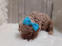 Peony (teal moyen), a female Poodle - Standard  for sale in Valley Center, KS – 3 of 5