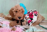Peony (teal abstract moyen), a female Poodle - Standard  for sale in Valley Center, KS – 8 of 10