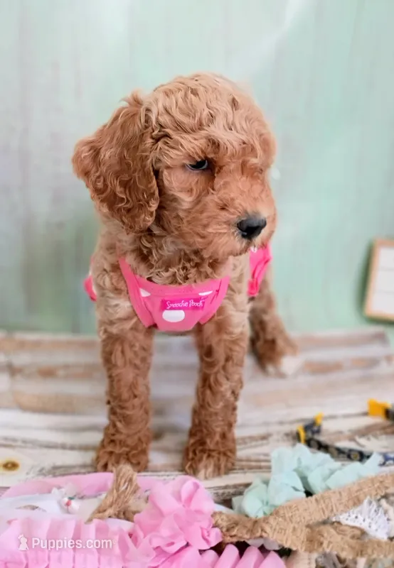 Daisy (moyen) – Poodle - Standard  puppy for sale in Valley Center, KS