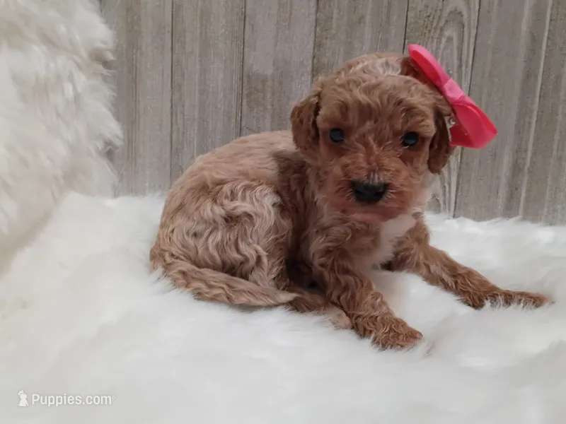 Pink (moyen) – Poodle - Standard  puppy for sale in Valley Center, KS