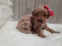 Pink (moyen), a female Poodle - Standard  for sale in Valley Center, KS – 1 of 3