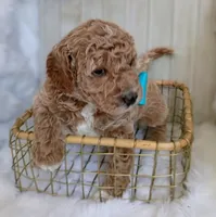 Diesel (blue mini), a male Miniature Goldendoodle for sale in Valley Center, KS – 4 of 8