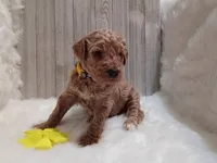 Daisy (moyen), a female Poodle - Standard  for sale in Valley Center, KS – 4 of 4