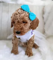 Peony (teal abstract moyen), a female Poodle - Standard  for sale in Valley Center, KS – 10 of 10