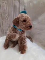 Peony (teal moyen), a female Poodle - Standard  for sale in Valley Center, KS – 5 of 5