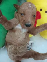 Ray (red moyen), a male Poodle - Multi-Colored Standard for sale in Valley Center, KS – Photo 3 of 7