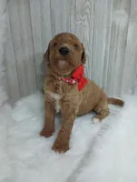 Ray (red moyen), a male Poodle - Multi-Colored Standard for sale in Valley Center, KS – Photo 3 of 3
